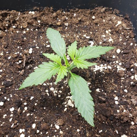 Blueberry Auto 🫐 growlog timeline photo