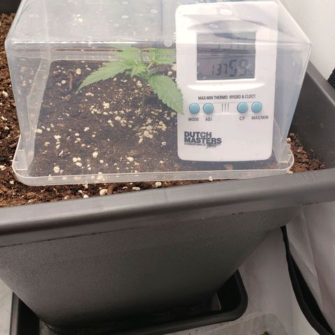 Blueberry Auto 🫐 growlog timeline photo