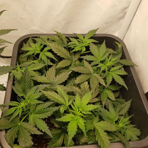Powerplant #1 growlog timeline photo