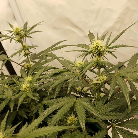 Tropical Zmoothie Seedstockers growlog timeline photo