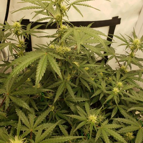Tropical Zmoothie Seedstockers growlog timeline photo