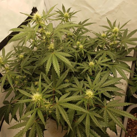 Tropical Zmoothie Seedstockers growlog timeline photo