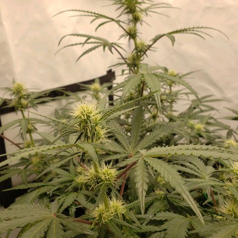 Tropical Zmoothie Seedstockers growlog timeline photo