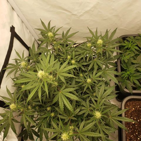 Tropical Zmoothie Seedstockers growlog timeline photo