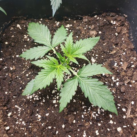 Blueberry Auto 🫐 growlog timeline photo