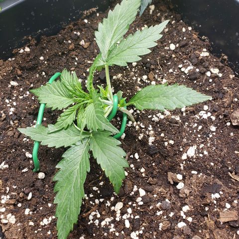 Blueberry Auto 🫐 growlog timeline photo