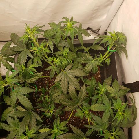 Powerplant #1 growlog photo: Erstes Mal Lollipopping