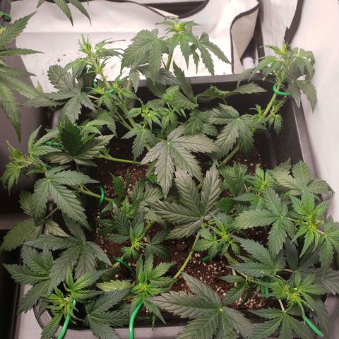 Powerplant #1 growlog photo: Erstes Mal Lollipopping