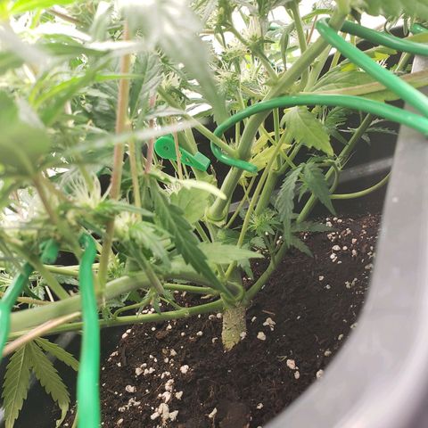 Tropical Zmoothie Seedstockers growlog photo: Erster Grow, ich lerne stetig, diese wollte ich toppen, ist ein FIM geworden, leider kein Lollipopping durchgeführt, dadurch sehr viele Popcornbuds, aber auch die kann man ja später verarbeiten 😊