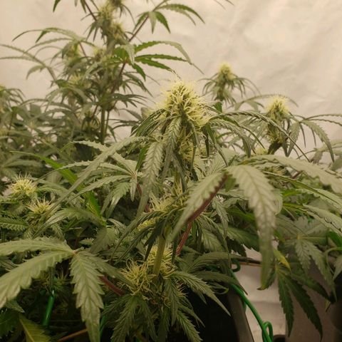 Tropical Zmoothie Seedstockers growlog photo: Erster Grow, ich lerne stetig, diese wollte ich toppen, ist ein FIM geworden, leider kein Lollipopping durchgeführt, dadurch sehr viele Popcornbuds, aber auch die kann man ja später verarbeiten 😊