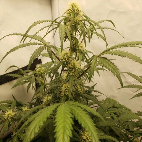 Tropical Zmoothie Seedstockers growlog photo: Erster Grow, ich lerne stetig, diese wollte ich toppen, ist ein FIM geworden, leider kein Lollipopping durchgeführt, dadurch sehr viele Popcornbuds, aber auch die kann man ja später verarbeiten 😊