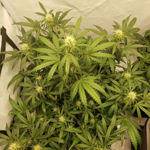 Tropical Zmoothie Seedstockers growlog photo: Erster Grow, ich lerne stetig, diese wollte ich toppen, ist ein FIM geworden, leider kein Lollipopping durchgeführt, dadurch sehr viele Popcornbuds, aber auch die kann man ja später verarbeiten 😊