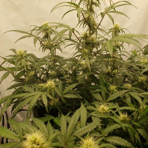 Tropical Zmoothie Seedstockers growlog photo: Erster Grow, ich lerne stetig, diese wollte ich toppen, ist ein FIM geworden, leider kein Lollipopping durchgeführt, dadurch sehr viele Popcornbuds, aber auch die kann man ja später verarbeiten 😊