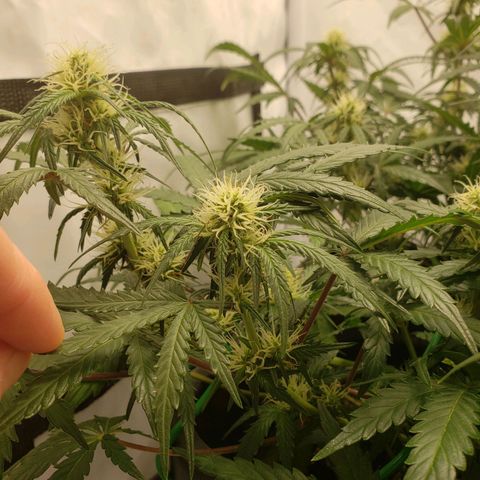 Tropical Zmoothie Seedstockers growlog photo: Erster Grow, ich lerne stetig, diese wollte ich toppen, ist ein FIM geworden, leider kein Lollipopping durchgeführt, dadurch sehr viele Popcornbuds, aber auch die kann man ja später verarbeiten 😊
