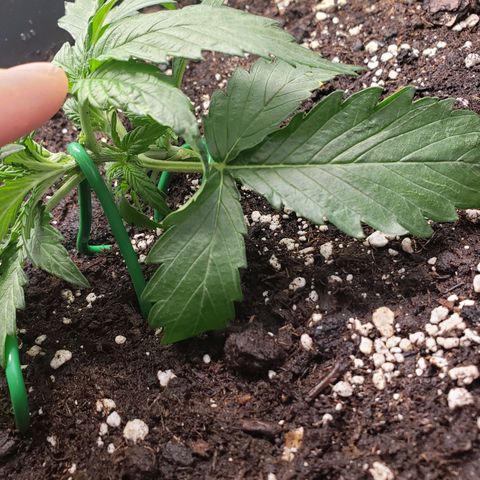 Blueberry Auto 🫐 growlog timeline photo