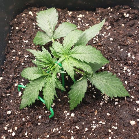 Blueberry Auto 🫐 growlog timeline photo