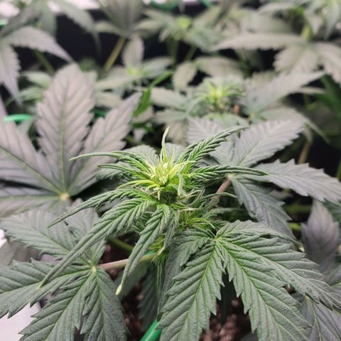 Powerplant #1 growlog timeline photo