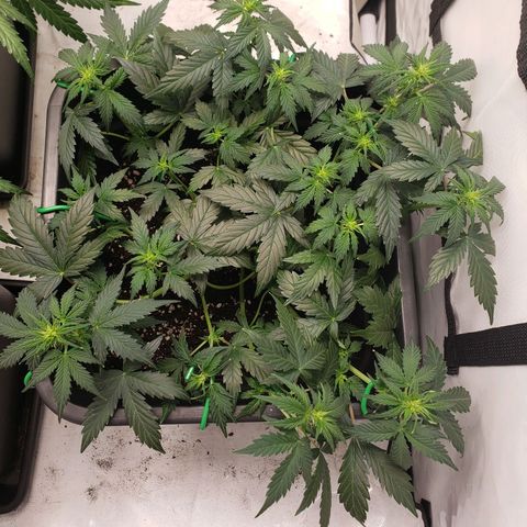 Powerplant #1 growlog timeline photo
