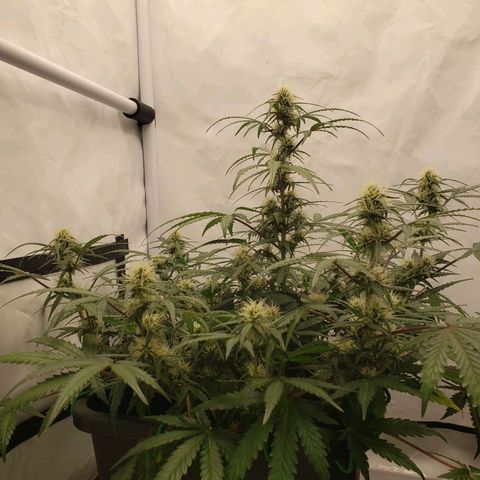 Tropical Zmoothie Seedstockers growlog timeline photo