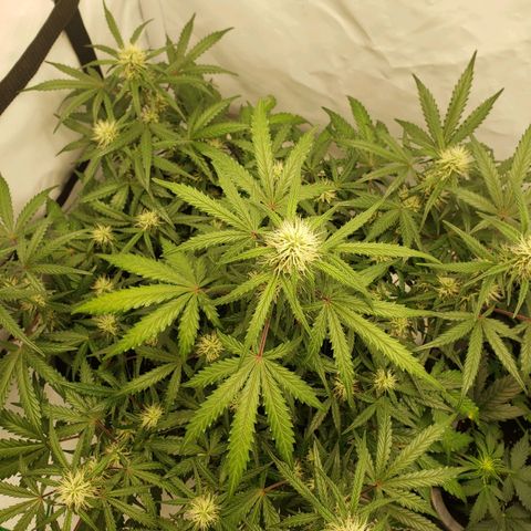 Tropical Zmoothie Seedstockers growlog timeline photo