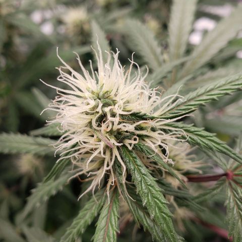 Tropical Zmoothie Seedstockers growlog timeline photo