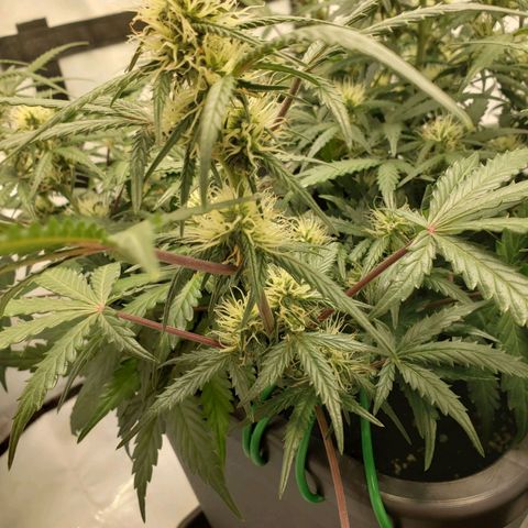 Tropical Zmoothie Seedstockers growlog timeline photo