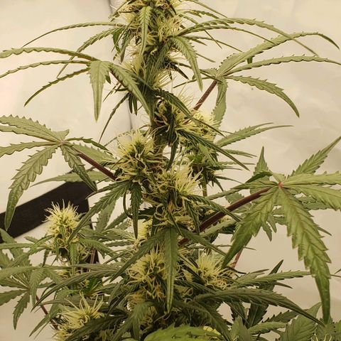 Tropical Zmoothie Seedstockers growlog timeline photo