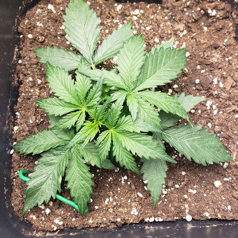 Blueberry Auto 🫐 growlog timeline photo