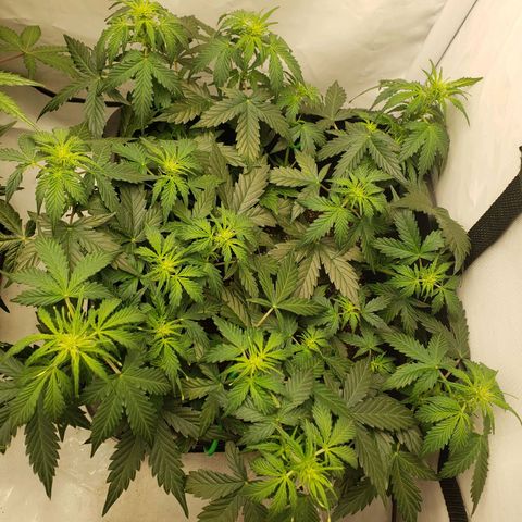 Powerplant #1 growlog timeline photo