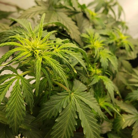 Powerplant #1 growlog timeline photo