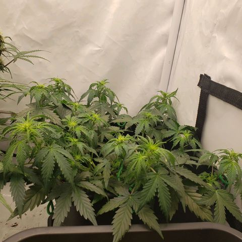 Powerplant #1 growlog timeline photo