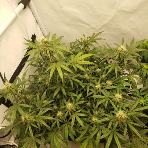 Tropical Zmoothie Seedstockers growlog timeline photo