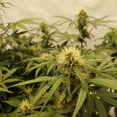 Tropical Zmoothie Seedstockers growlog timeline photo