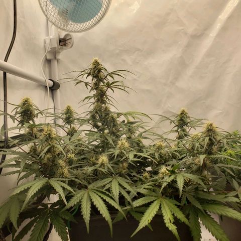 Tropical Zmoothie Seedstockers growlog timeline photo