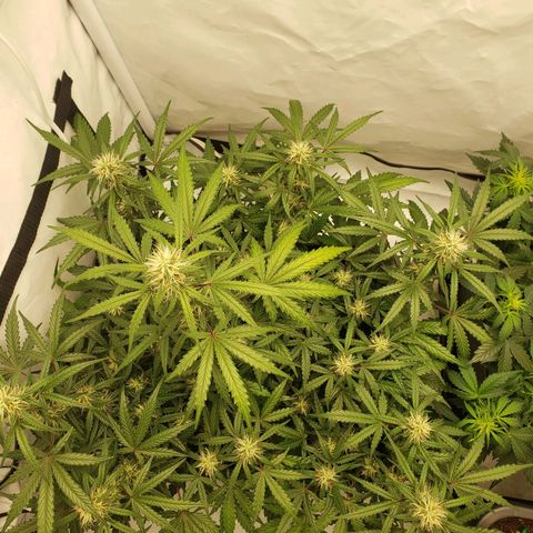 Tropical Zmoothie Seedstockers growlog timeline photo