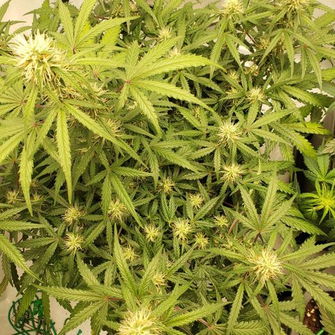 Tropical Zmoothie Seedstockers growlog timeline photo