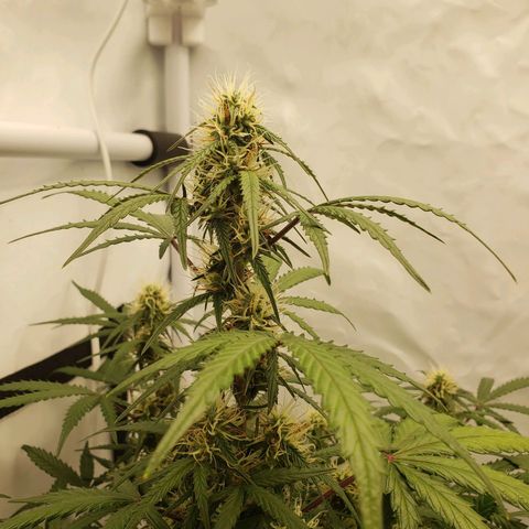 Tropical Zmoothie Seedstockers growlog timeline photo