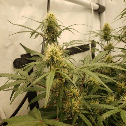 Tropical Zmoothie Seedstockers growlog timeline photo