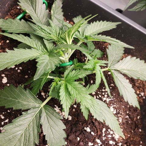 Blueberry Auto 🫐 growlog timeline photo