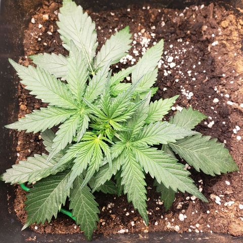 Blueberry Auto 🫐 growlog timeline photo