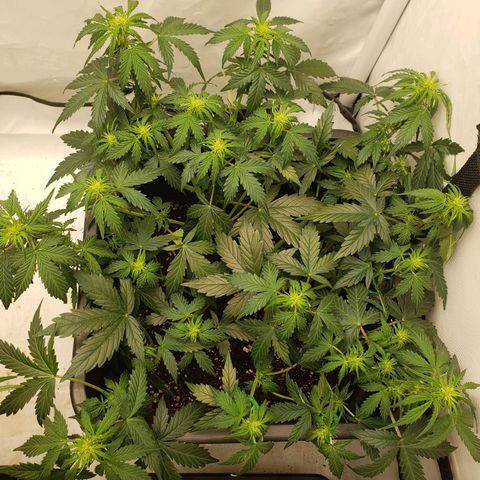Powerplant #1 growlog timeline photo