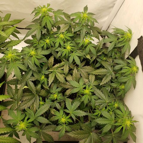 Powerplant #1 growlog timeline photo