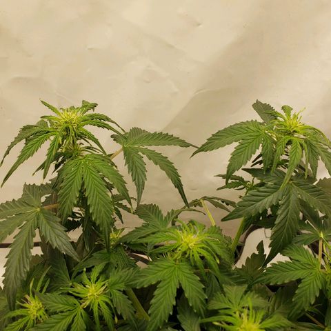 Powerplant #1 growlog timeline photo