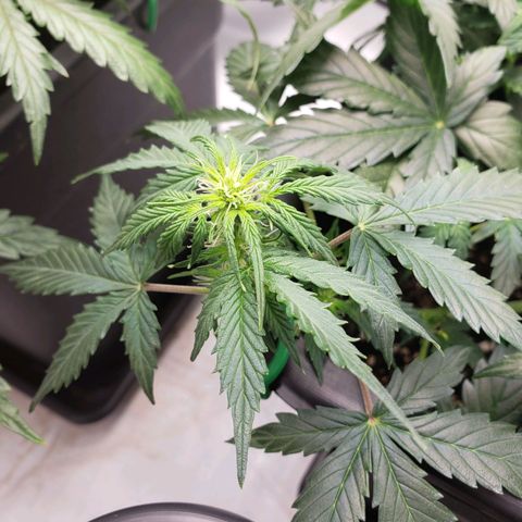 Powerplant #1 growlog timeline photo