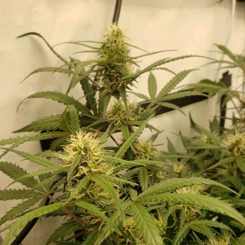 Tropical Zmoothie Seedstockers growlog timeline photo