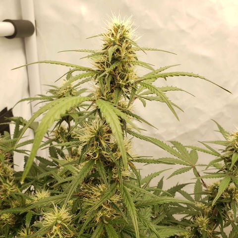 Tropical Zmoothie Seedstockers growlog timeline photo