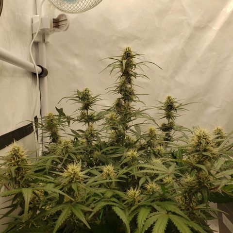 Tropical Zmoothie Seedstockers growlog timeline photo