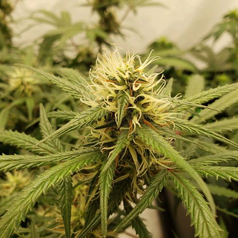 Tropical Zmoothie Seedstockers growlog timeline photo