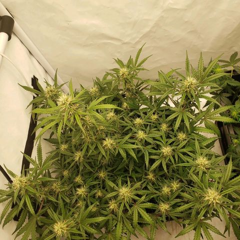 Tropical Zmoothie Seedstockers growlog timeline photo