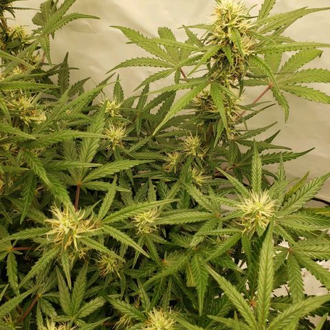 Tropical Zmoothie Seedstockers growlog timeline photo